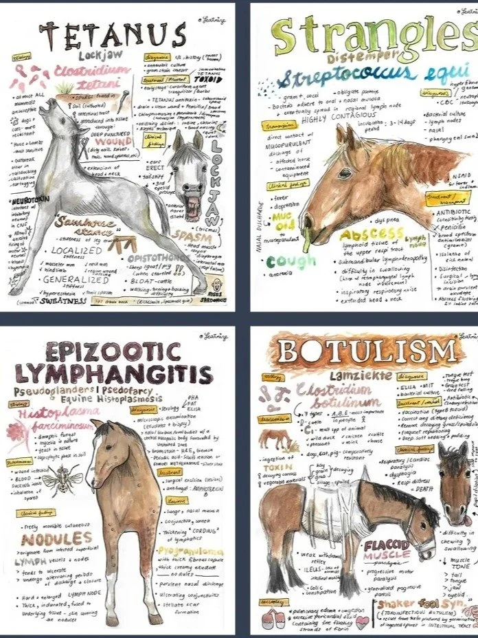 Animal Disease Vet Notes Bundle (PDF Downloads) product image (2)