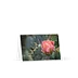 Flowering Cactus - Greeting Card