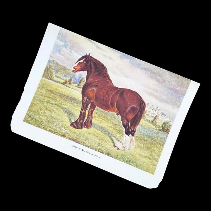 Frank Babbage "Shire Stallion, Harold Vintage Equestrian Giclee Fine Art Print | 5x7 | The Ribbon Room product image (1)