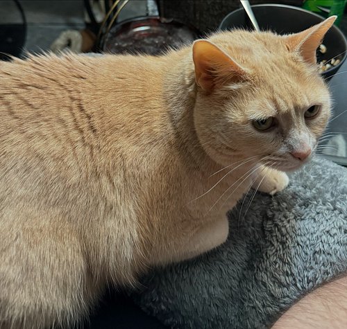 Luna always wants to sit on my lap 💚. #catsofinstagram #kitty