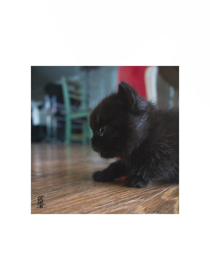 Black Kitten Up Close product image (4)