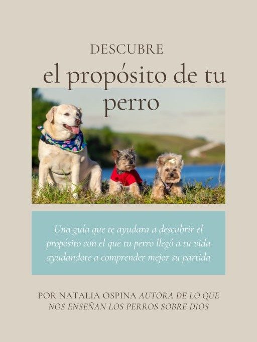 Pack Camino Completo: Del Duelo a la Sanidad y Proposito product image (3)