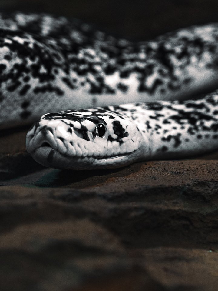 Cow Retic #8 product image (1)