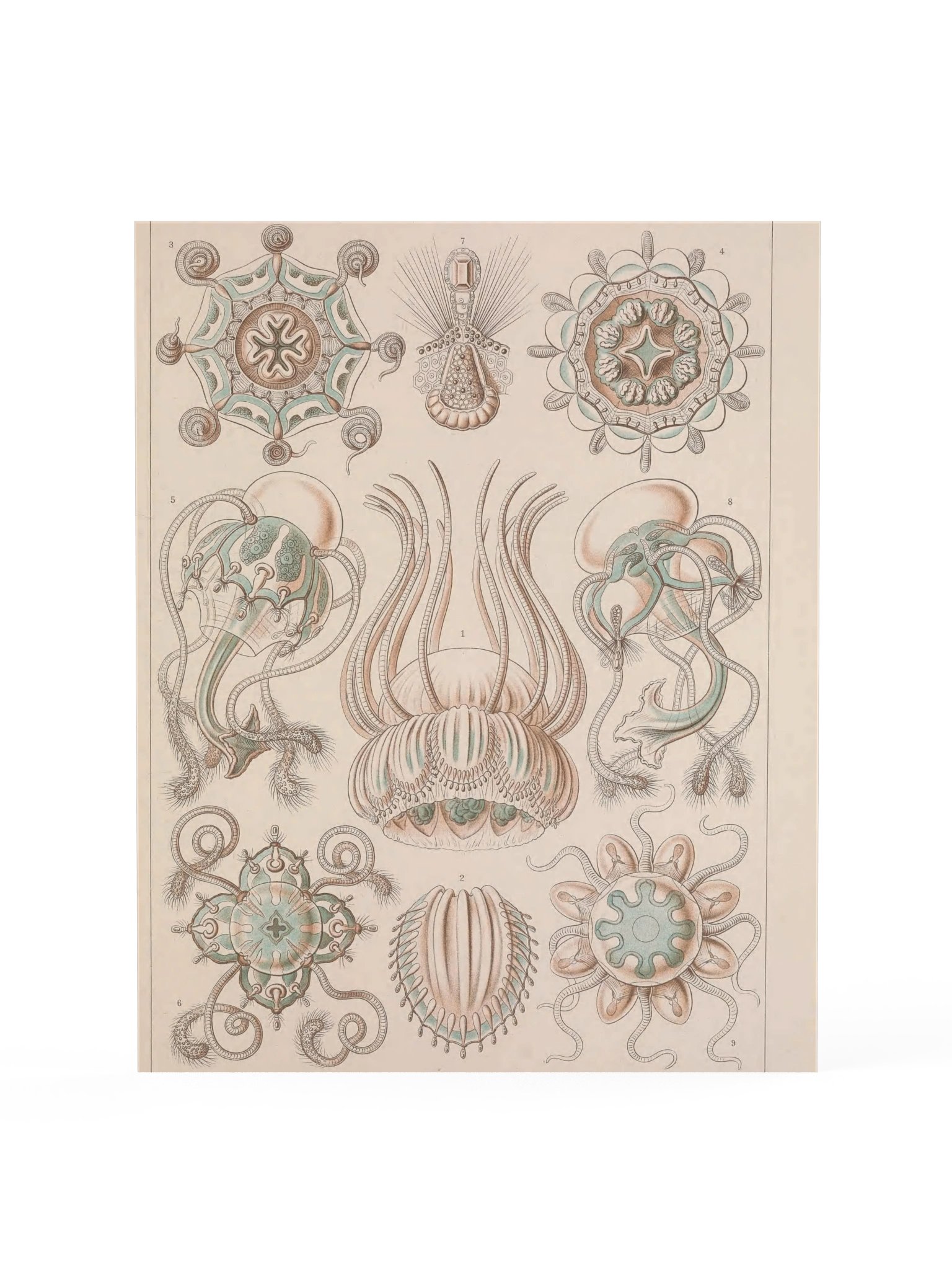 Narcomedusae, Plate 16 – Haeckel Poster product image (1)