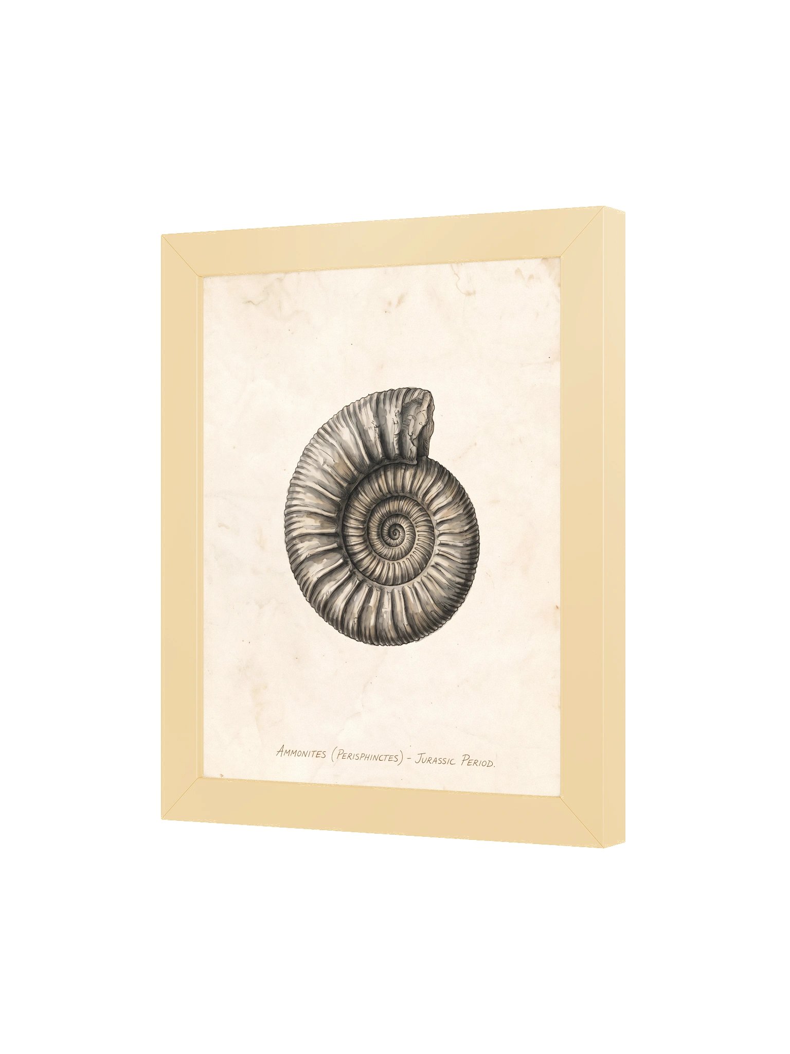 Fossil Study - Vintage Natural Archive Wall Art product image (3)