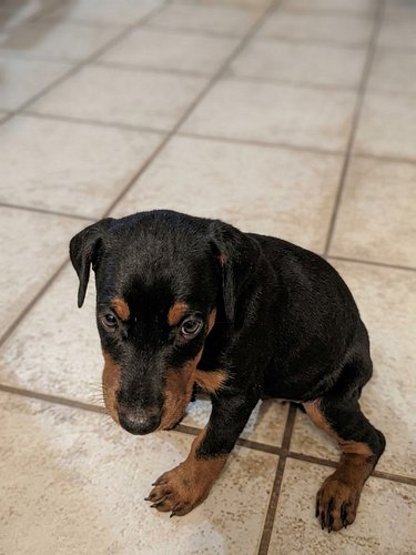 All dogs are awesome but Tasha was a seismic shift in our lives. She was loving and super intelligent. She was a great big si...