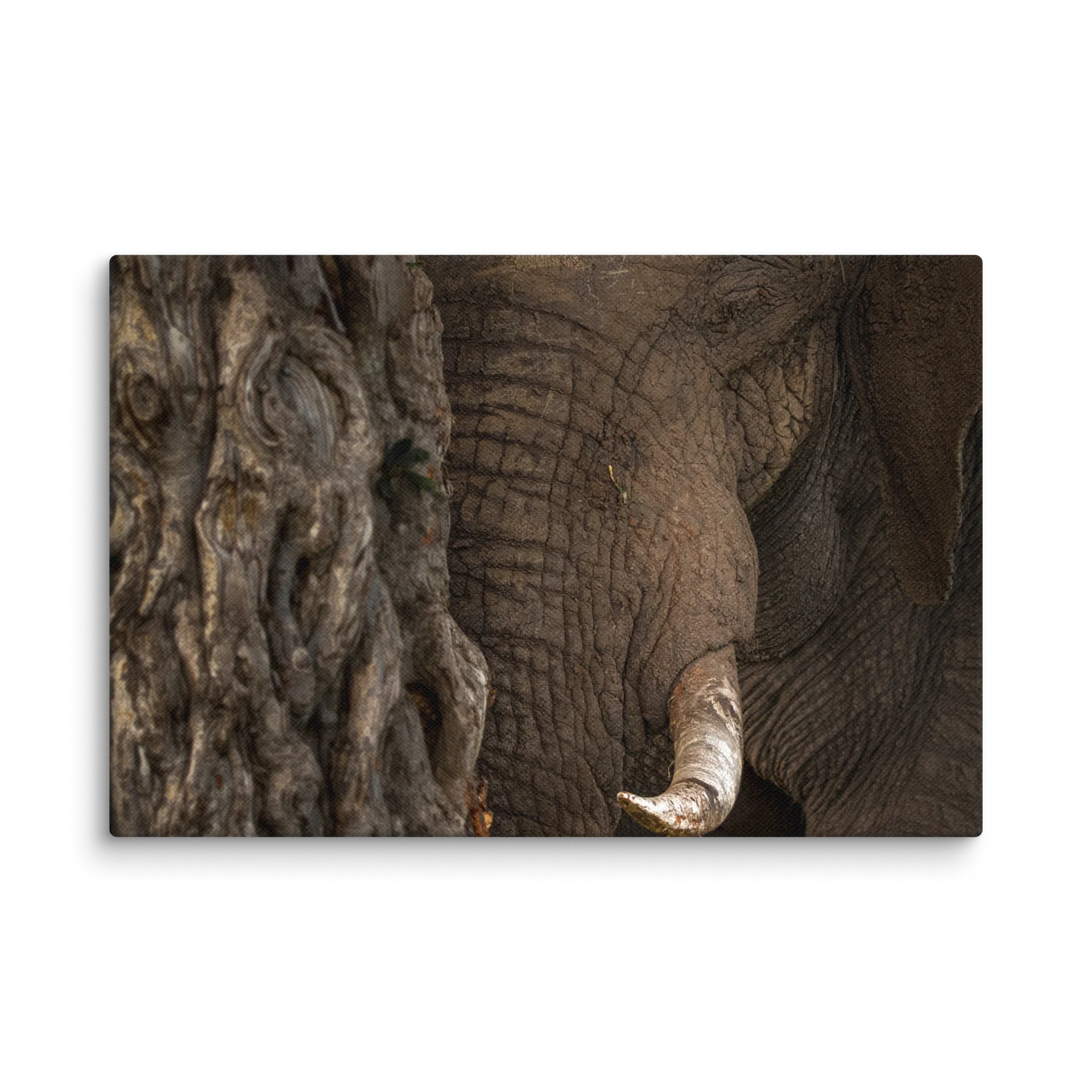 Bark and Hide product image (1)