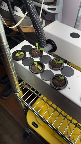 Important hydroponics update! 😉