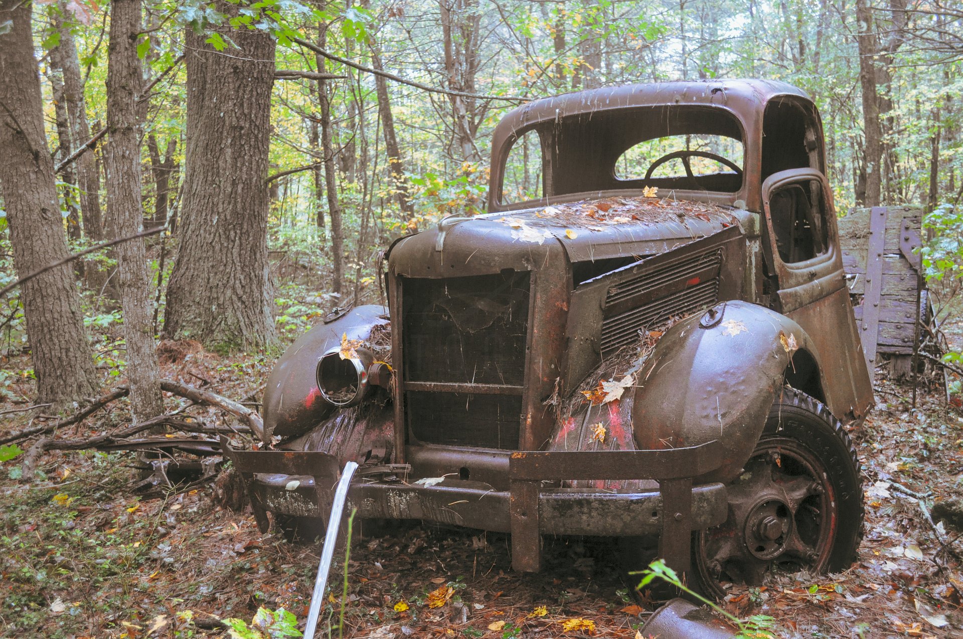 Rust & Roots product image (1)