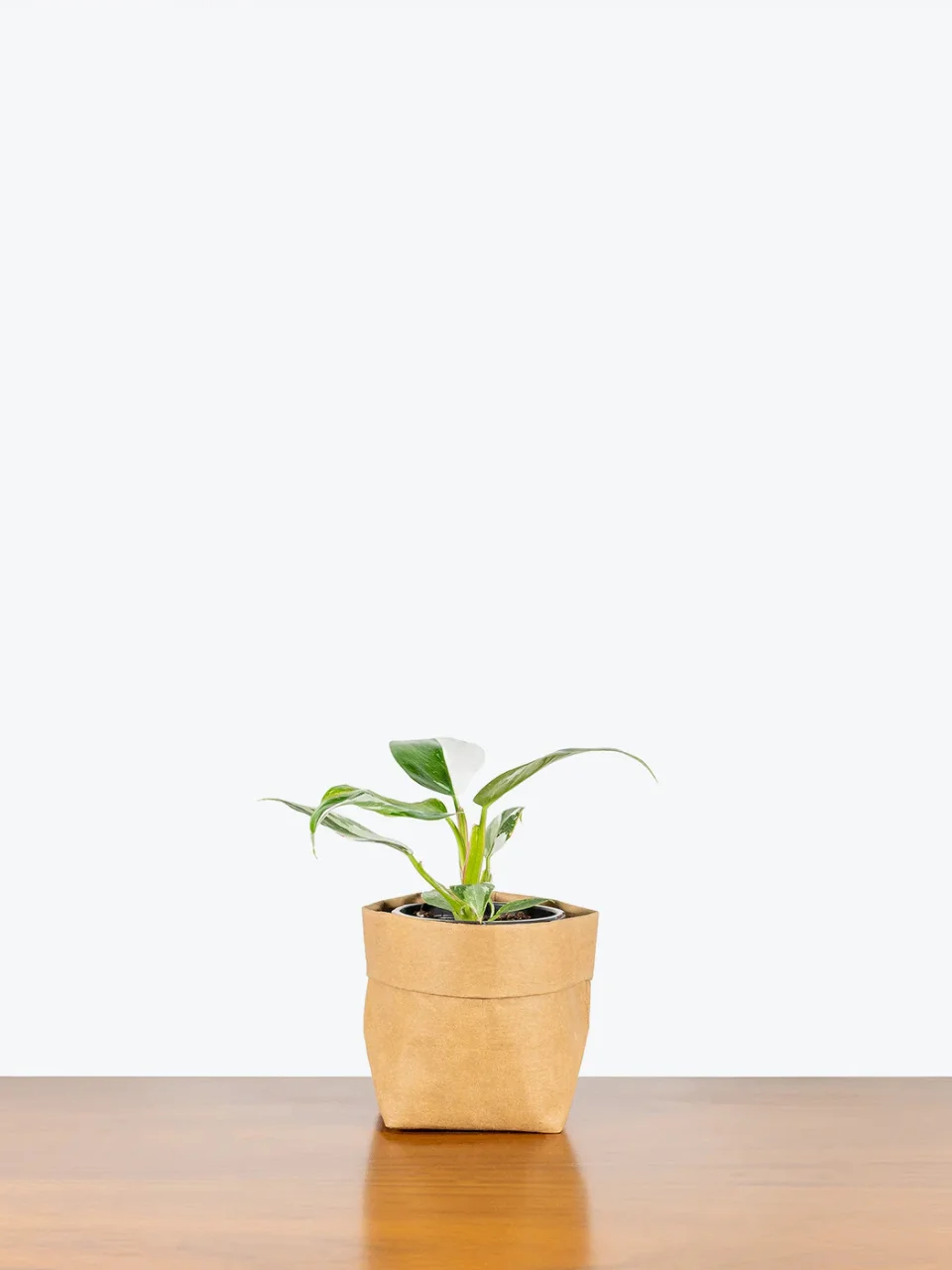 Philodendron White Wizard product image (1)