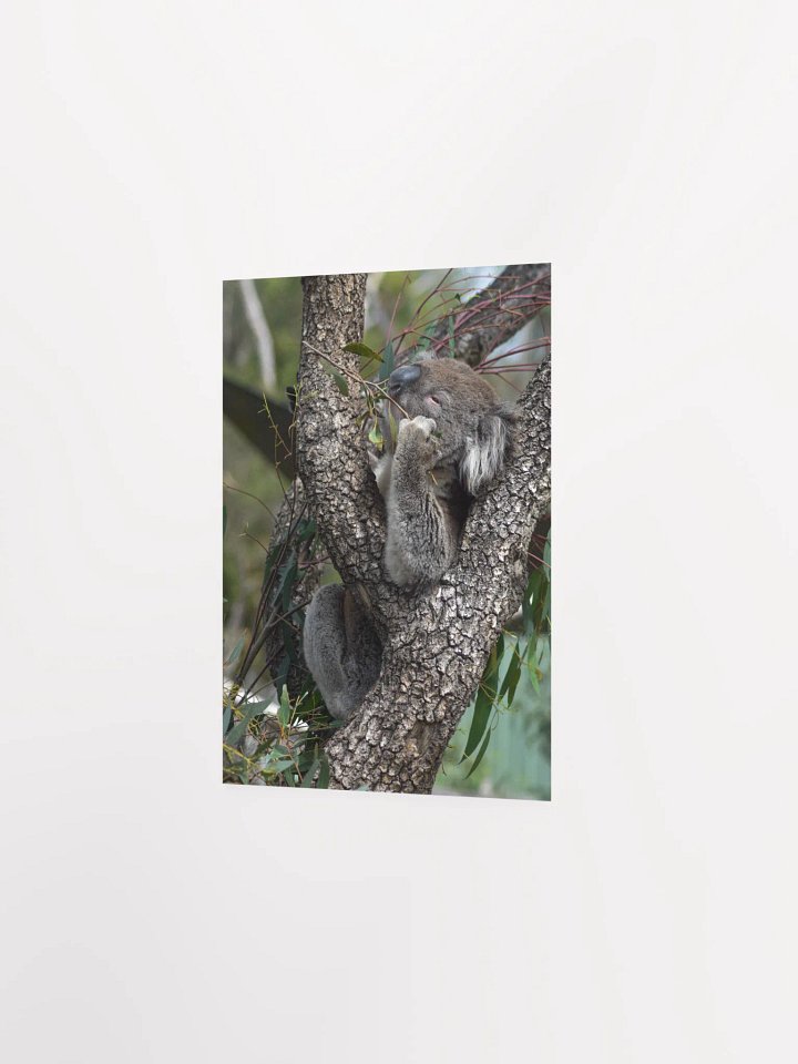 Koala product image (2)