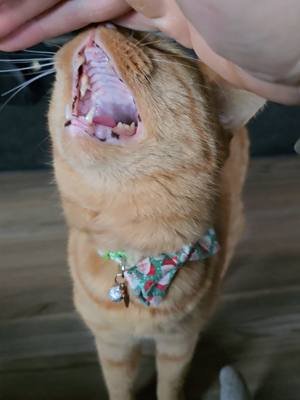 when them pets start hitting #jonhamm #viral #cat #catsoftiktok #fyp 