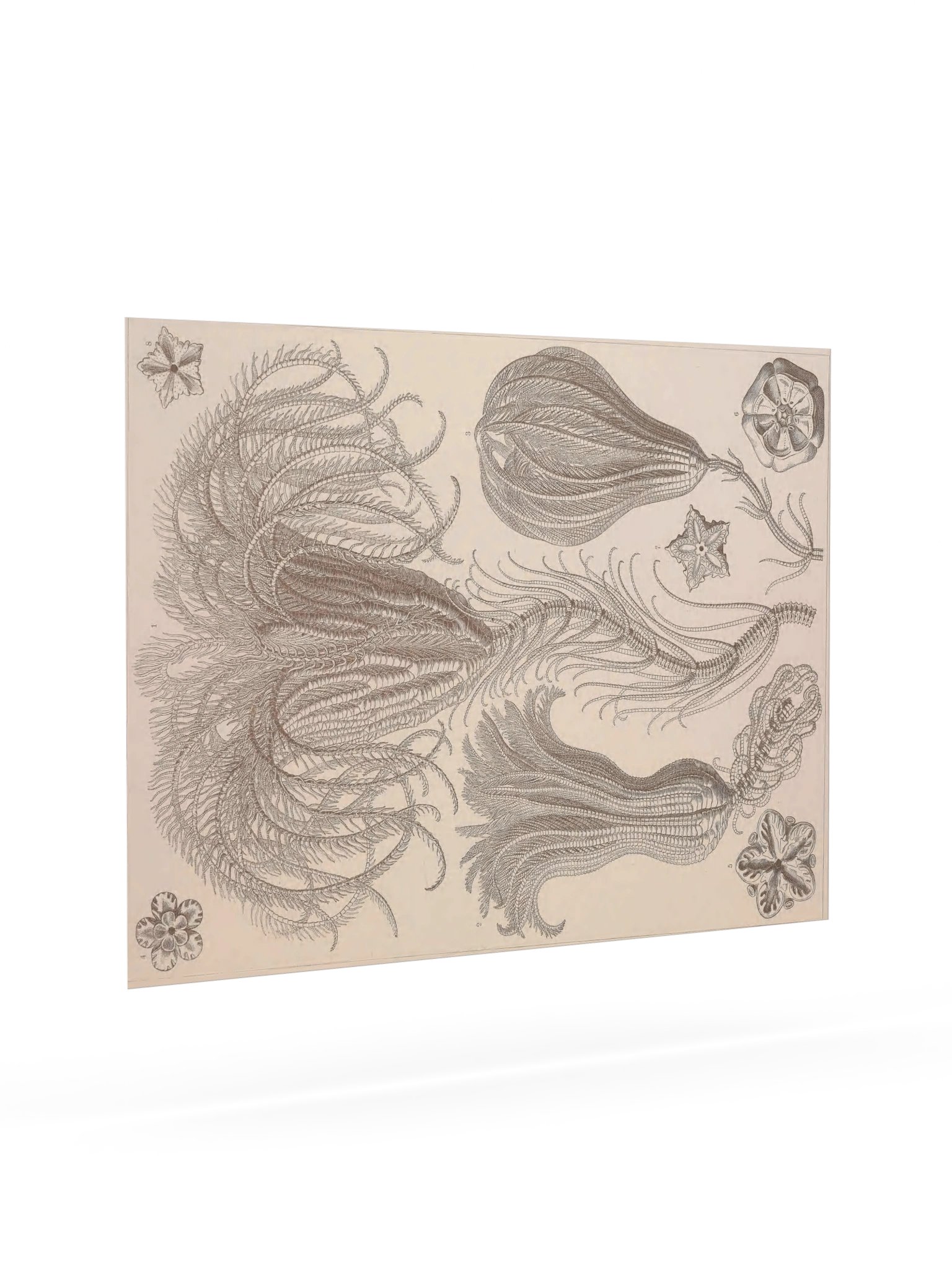 Crinoidea, Plate 20 – Haeckel Poster product image (7)