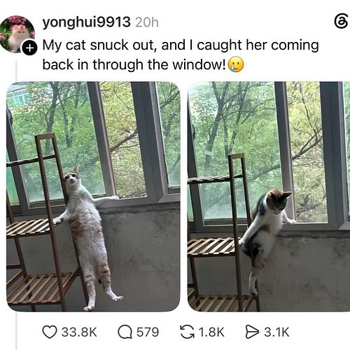 your honor my client is innocent