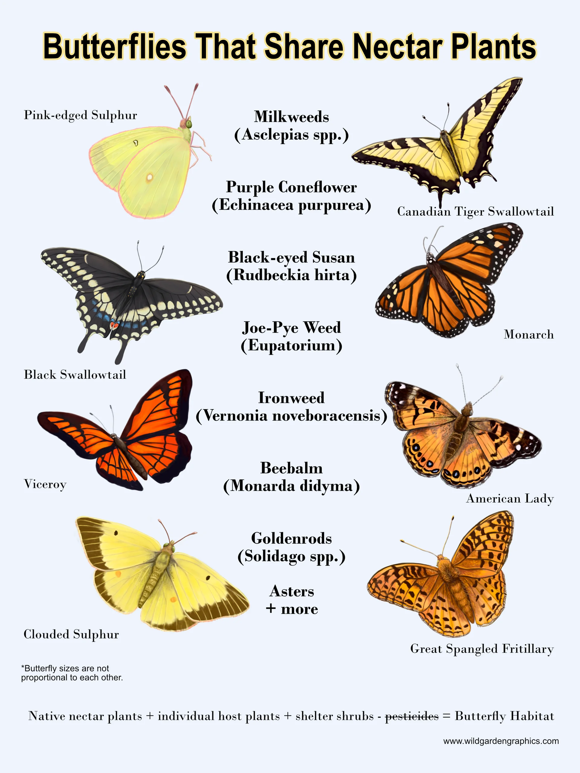 Butterfly Info Pages product image (5)