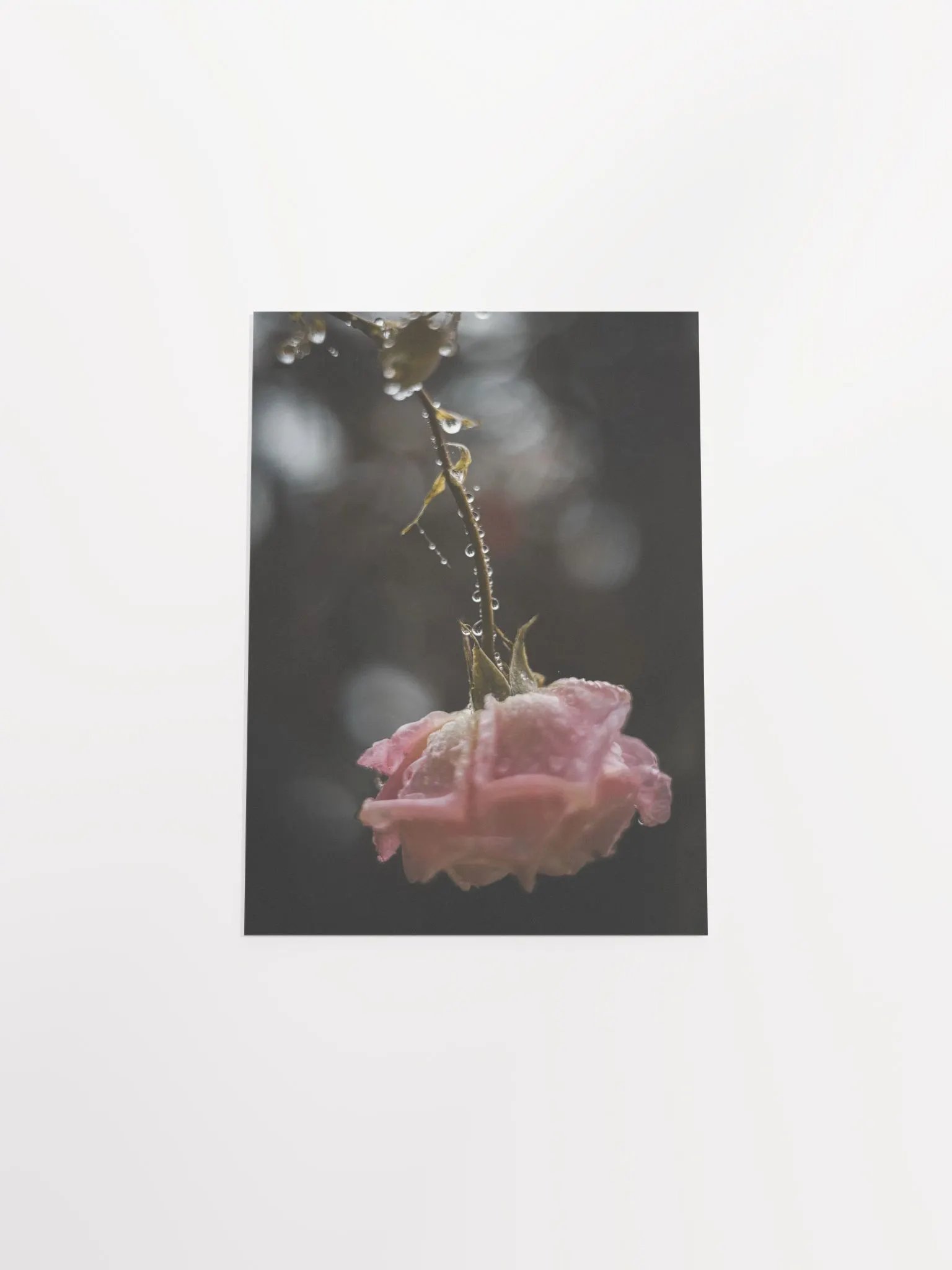 Morning Rose product image (8)