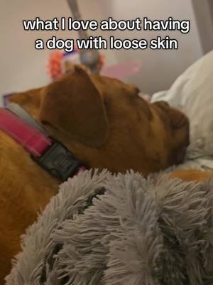 squishy dogs are the best #doguedebordeaux #frenchmastiff #squishyface #bigdogs #princessbeatricethemastiff 