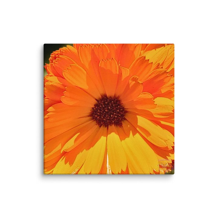Calendula Bloom Canvas product image (9)