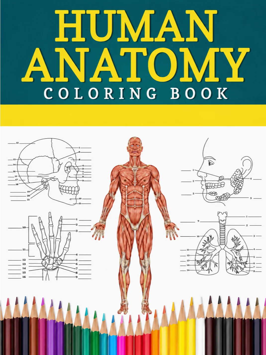 Anatomy Coloring Books product image (4)