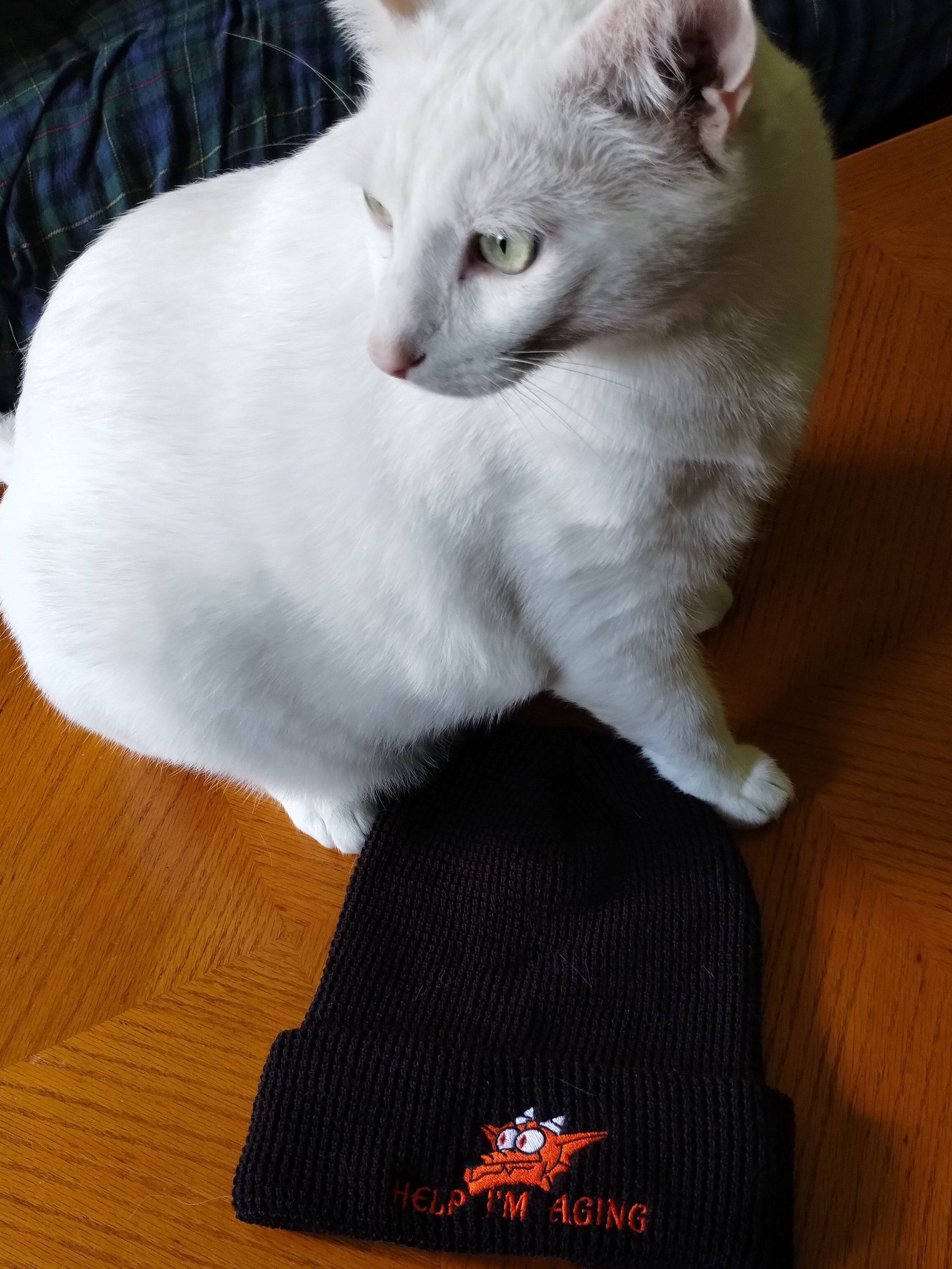 "HELP I'M AGING" Kobold Beanie product image (3)