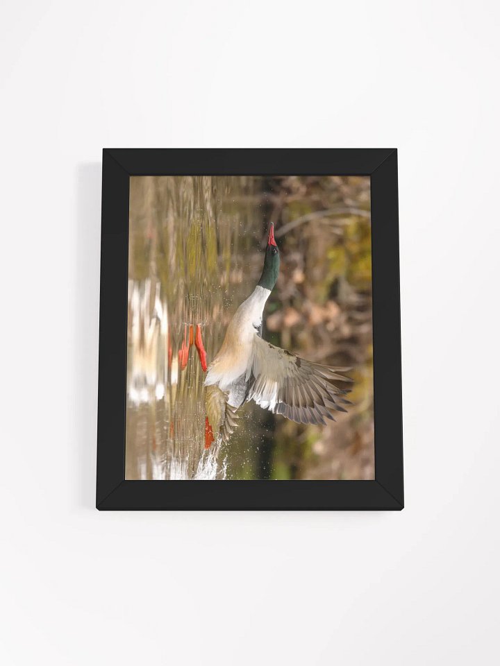 Gliding Merganser product image (2)