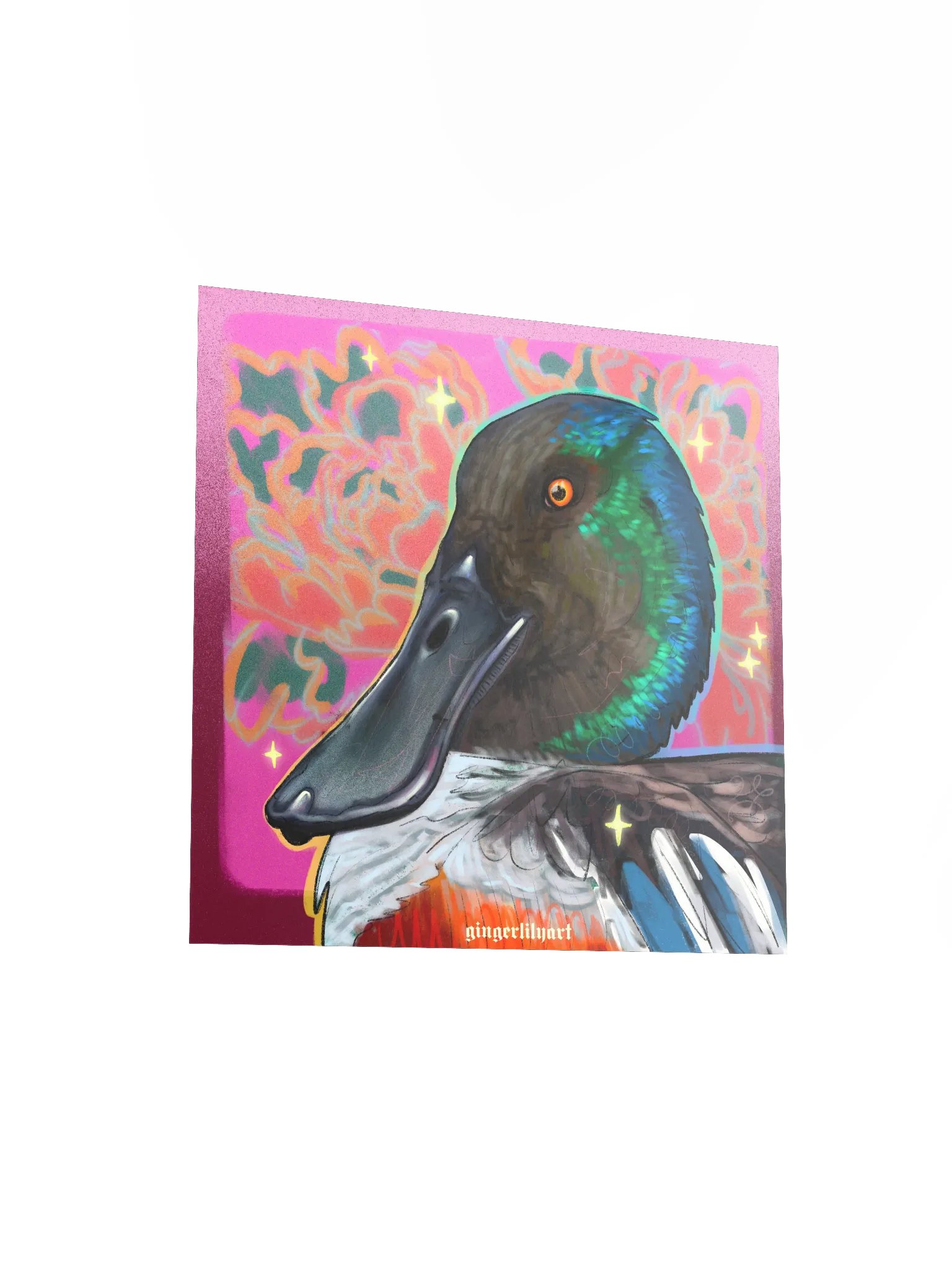 northern shoveler duck product image (6)