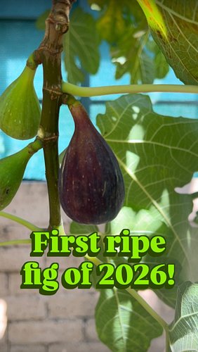 The first ripe fig of 2026 is on my tree. The harvest doesn’t start full-on until the end of July, so this is just a taste of...