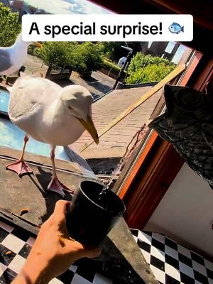 THE FISH JUUUUG!! I absolutely love it 🐟 ❤️ #foryou #seagull #seagull #feedingsteven #birds