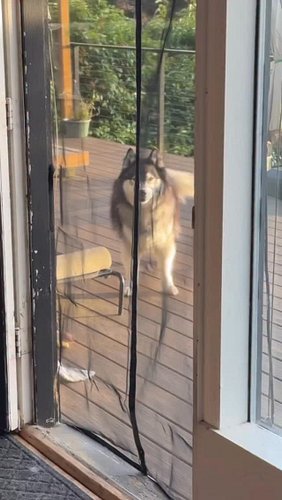 The dishes can wait. 🐺🥹🥰
.
.
.
.
.
.
.
.
.
.
#siberianderpskies #husky #siberianhusky #huskiesofinstagram #dogsoﬁnstagram