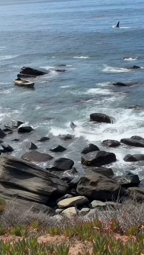 The seal was racing for the rocks, with a great white closing in behind it. 🦭🦈 It darted around an overturned kayak before ha...