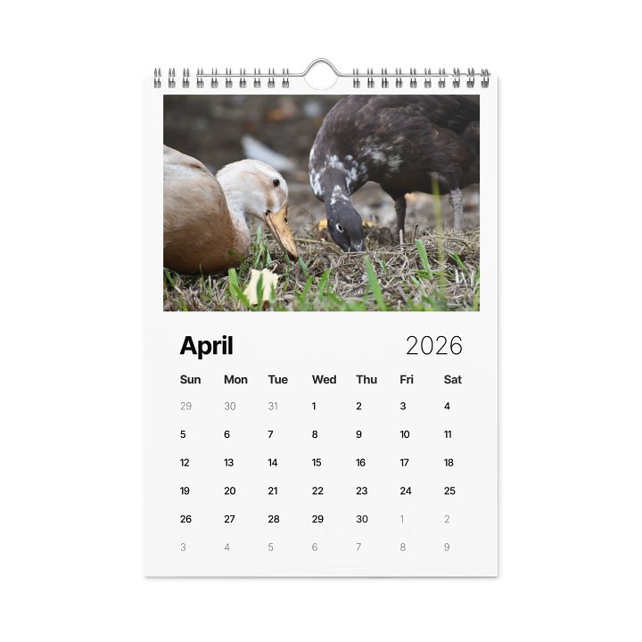 Quatie's Quackers 2026 Calendar product image (1)