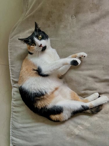 Catty wishes you a lovely day.