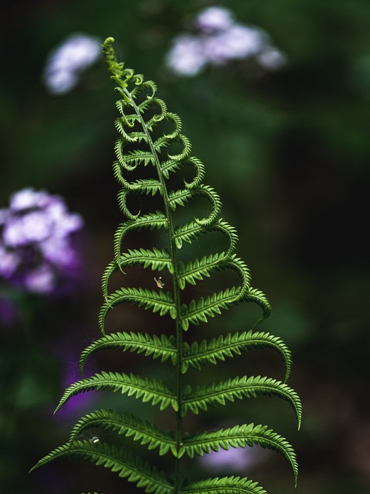 Ferns & Flowers product image (1)