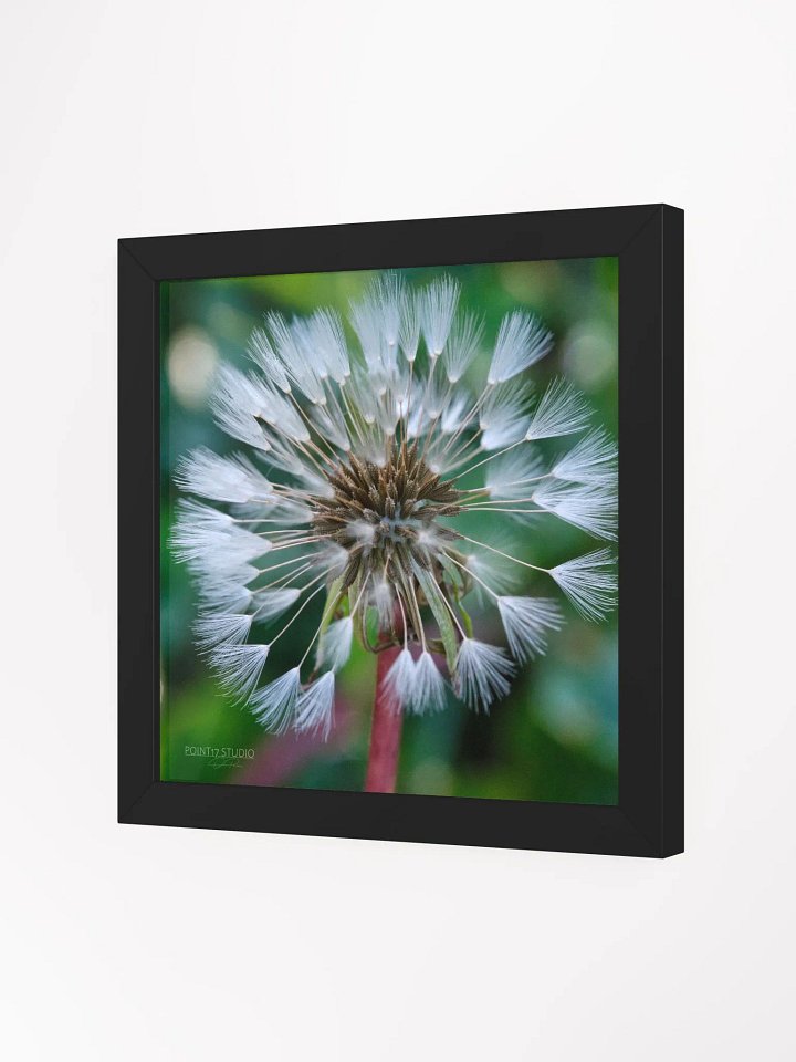 Dandelion #1 - Framed Print product image (26)