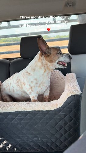 I couldn’t bring myself to do this before but it’s been 3 months since we had to put our sweet girl Roxy down. 
She was a sup...