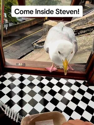 We’ve not done a lower deck dinner for a long time! 🍣 #fyp #foryou #seagull #birds #feedingsteven