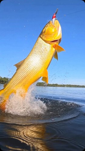 ¡La explosión en la superficie que nos acelera el pulso a todos! 💥🎣
Frente a frente con el Tigre de los Ríos. Estos son los m...