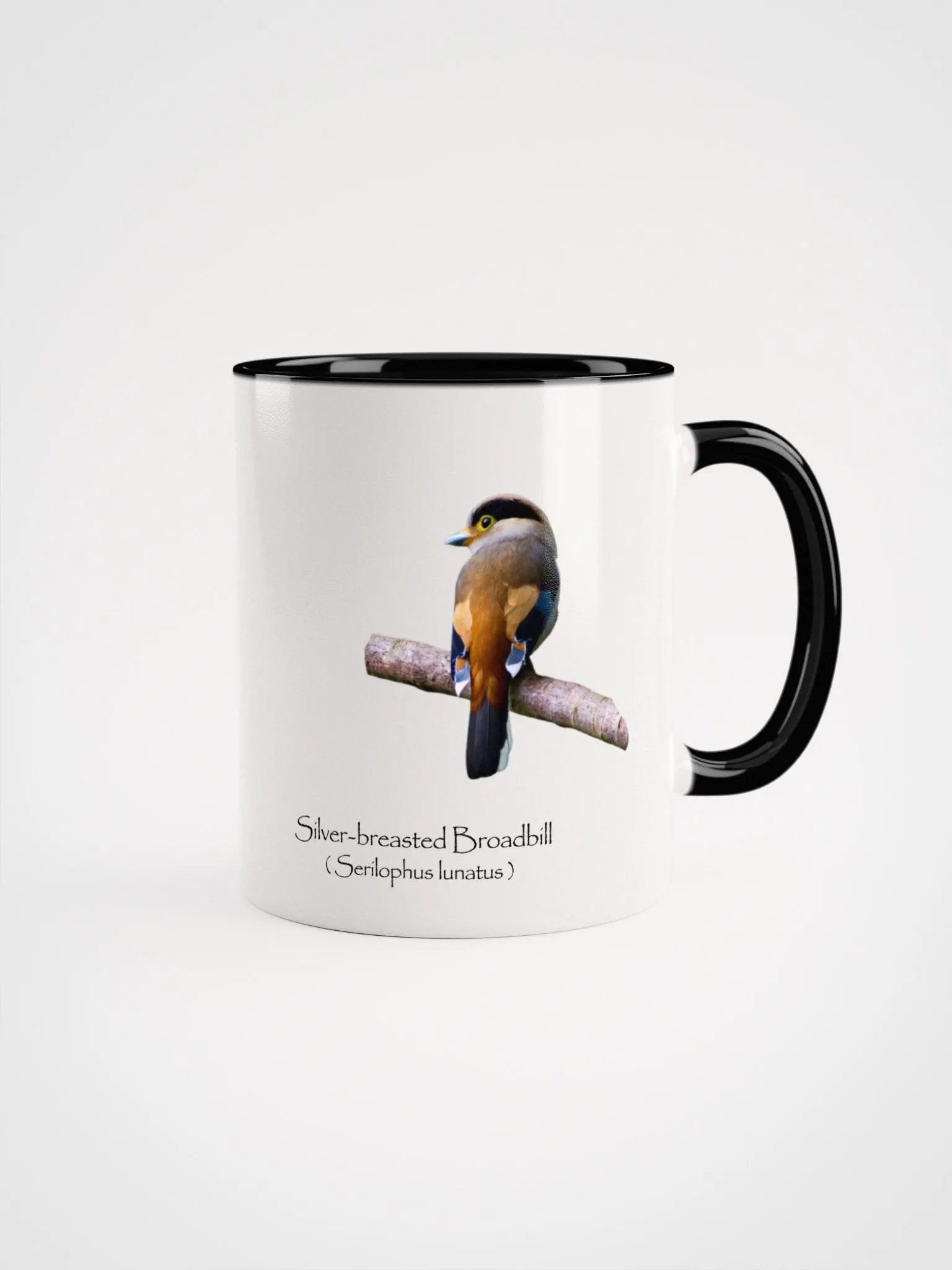 Silver-breasted Broadbill product image (1)