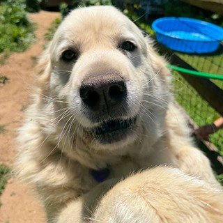 Saving lives with smarter decisions: Operations Research in animal shelters [Resoundingly Human Podcast] 🎧https://resoundingl...