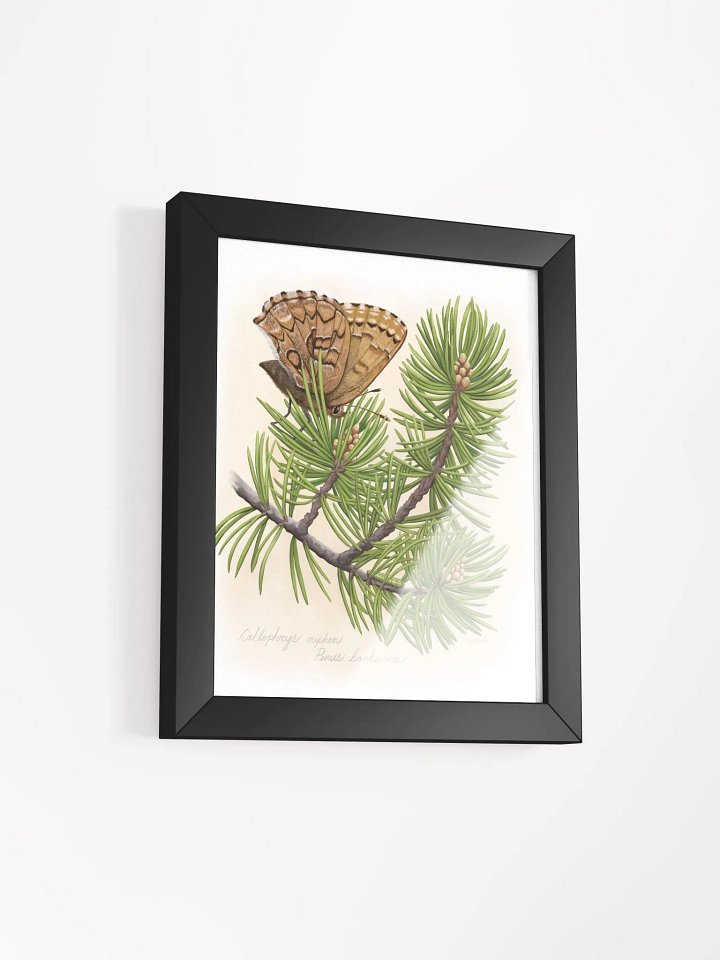 Eastern Pine Elfin Butterfly product image (14)
