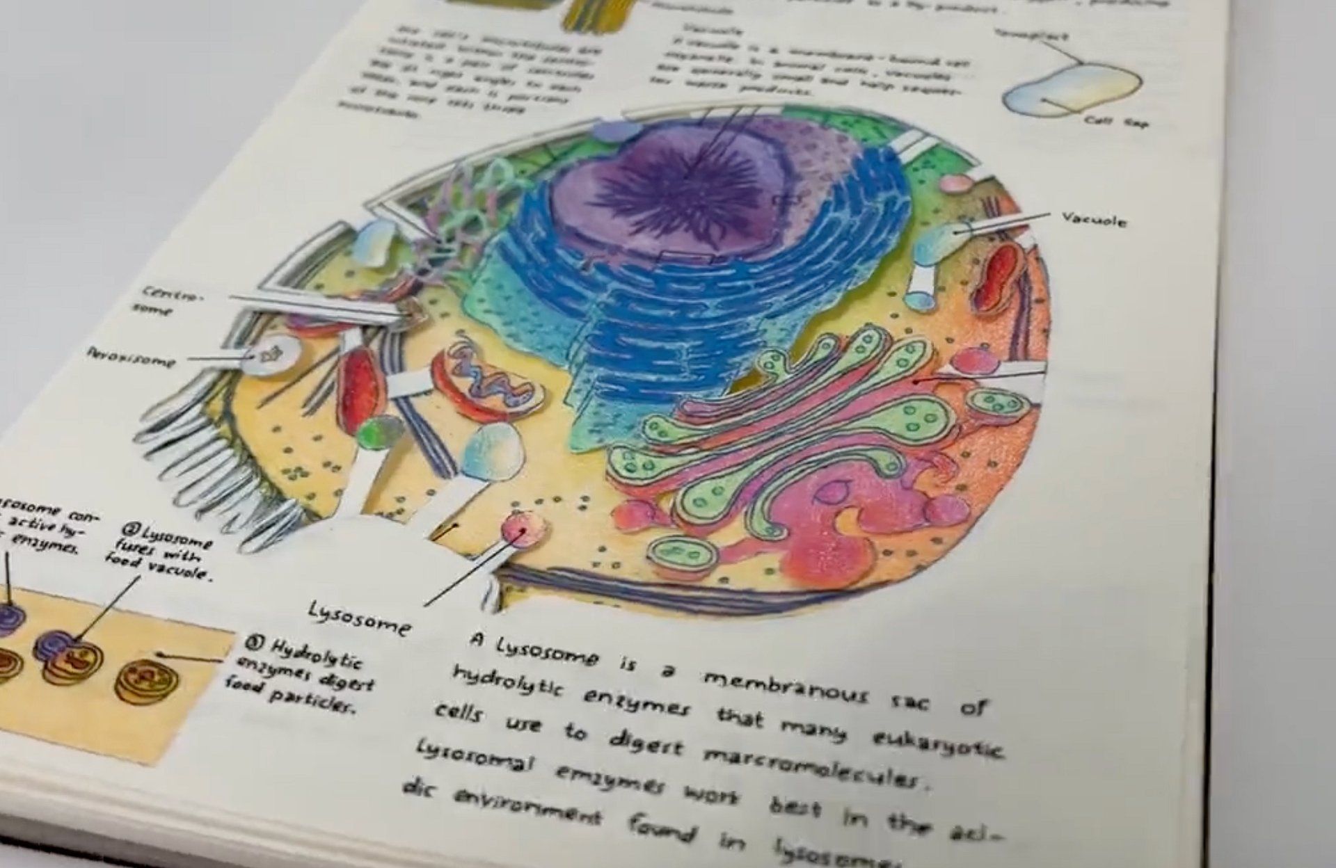 DIY Layered Cell Anatomy Book product image (4)
