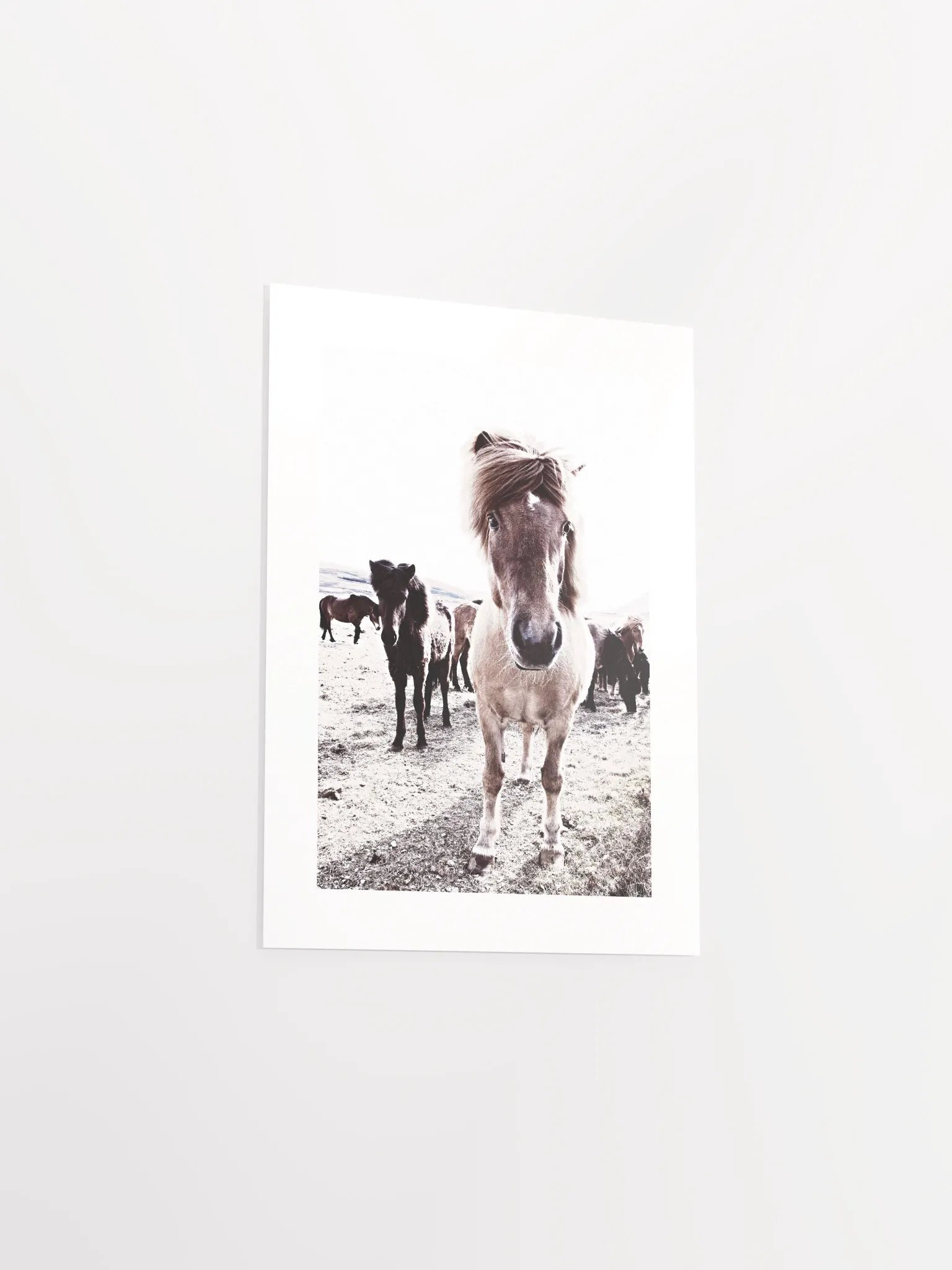 Iceland Horses Passepartout Print product image (27)