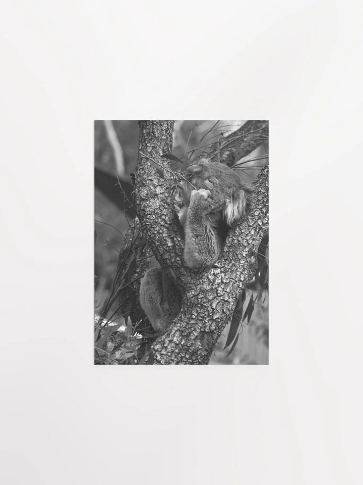 Koala - Black & White product image (1)