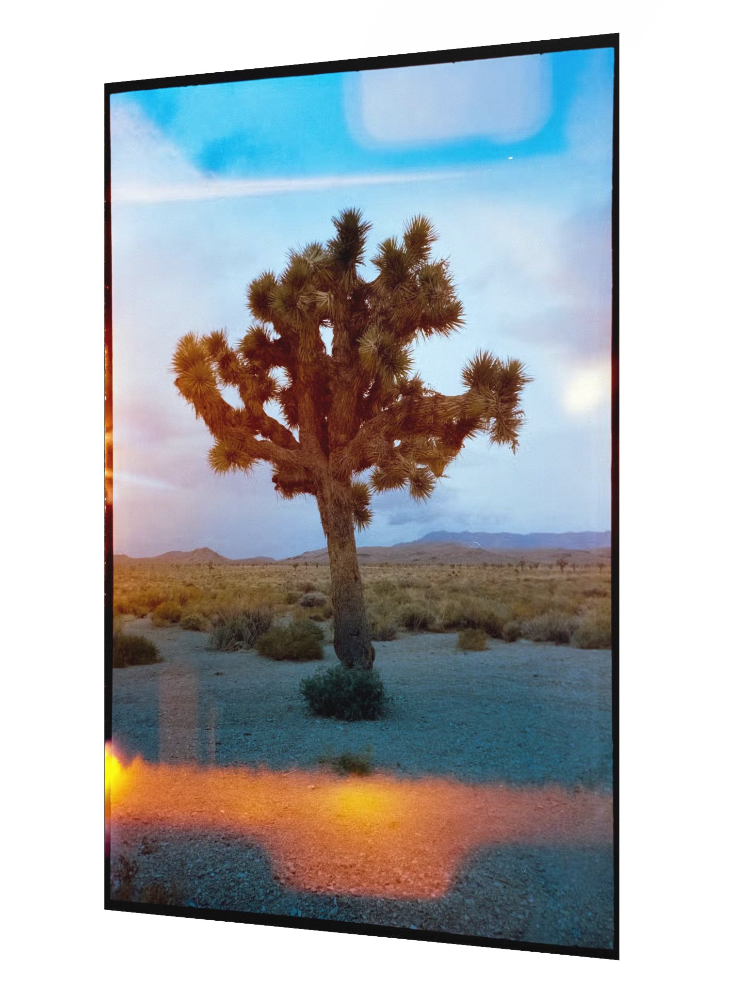 Joshua Tree Print product image (2)