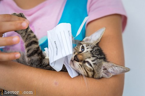 Neutering one cat can spare a life of neglect and suffering for hundreds of kittens. 

#spayyourcat #spayingiscaring #respons...