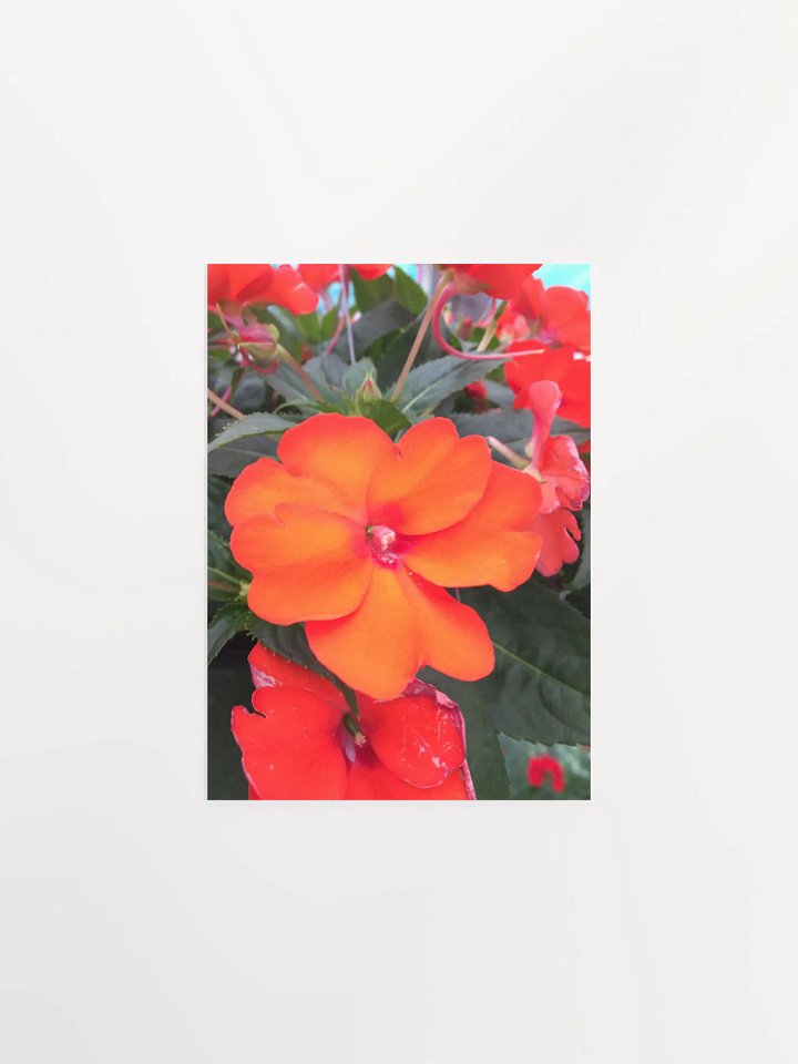 close-up of Impatiens product image (1)