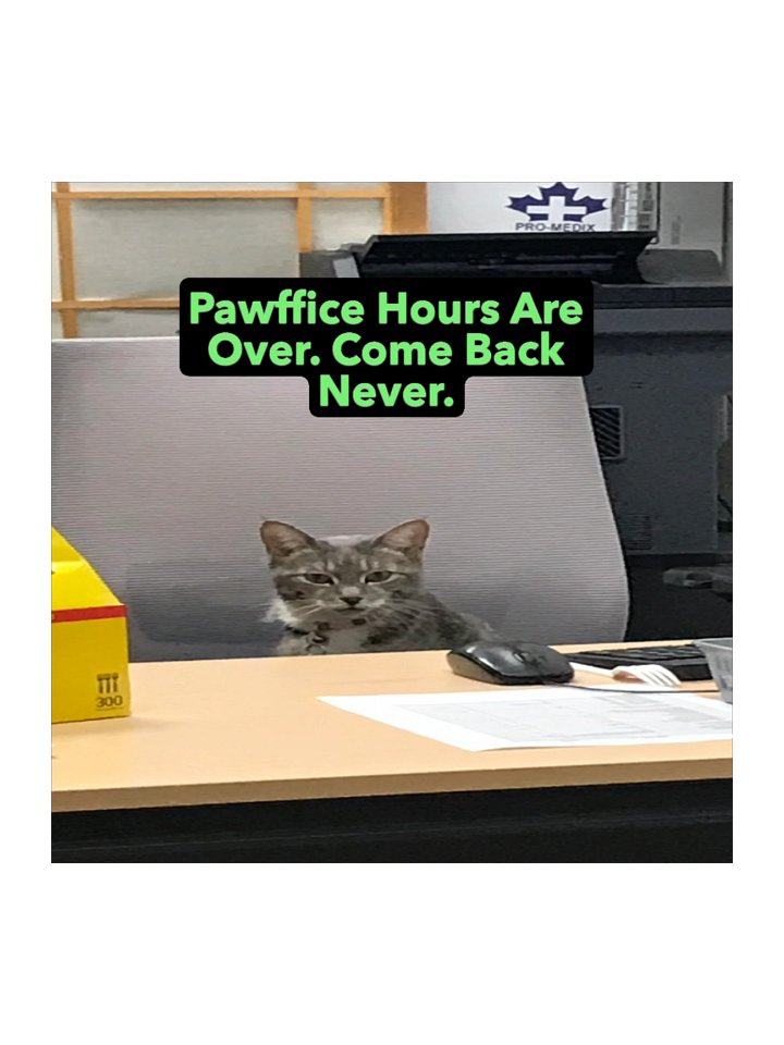 Pawffice Hours Kiss Cut Stickers product image (1)