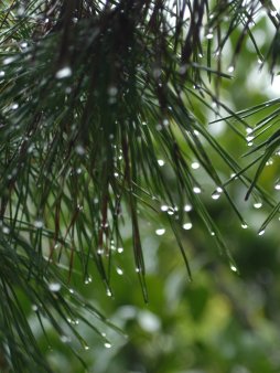 Pine Rain Digital Wallpaper Set product image (3)