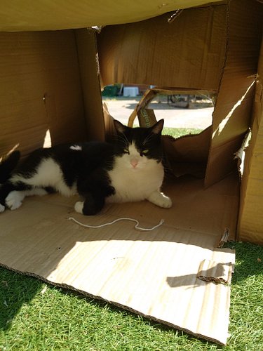 Badger, the king of his cardboard castle! 👑📦 Happy #caturday