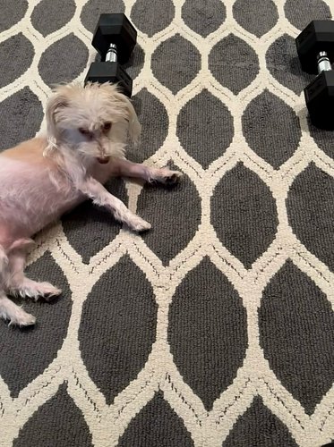 Miles isn’t exactly the best workout partner… unless the workout is stopping every five minutes for pets, kisses, and emotion...